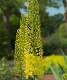 Eremurus "Bolero" - Steppenkerze