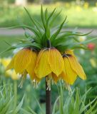 Fritillaria imperialis "Striped Beauty"