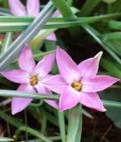 Ipheion uniflorum "Charlotte Bishop" - Einbltiger Frhlingsstern