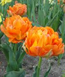 Geflltblhende frhe Tulpe Monte Orange