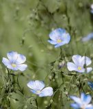 Linum perenne - Staudenlein