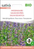 Salvia pratensis - Wiesensalbei (Bio-Samen)