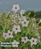 Mirabilis longiflora "Angels Trumpets" - Wunderblume