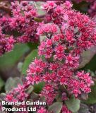 Sedum "Busy Nights" - Fette Henne