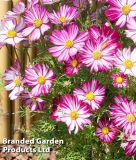 Cosmos bipinnatus "Dwarf Purple Picotee" - Schmuckkrbchen