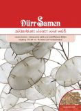 Lunaria biennis "Violett & Wei" - Silberblatt, Judastaler