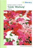 Impatiens walleriana "Candy F1 Mischung" - Fleissiges Lieschen