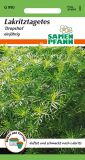 Gewrztagetes / Lakritztagetes "Dropshot" Tagetes filifolia