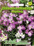 Malcolmia maritima - Meer-Strandlevkoje