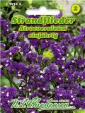 Limonium sinuatum "Atrocoeruleum" - Strandflieder