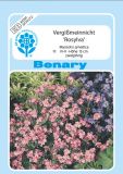 Myosotis sylvatica "Rosylva" - Vergimeinnicht