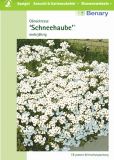 Arabis caucasica "Schneehaube" - Gnsekresse