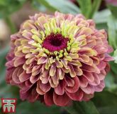 Zinnia elegans "Queeny Lime Red" - Zinnie