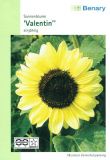 Helianthus annuus "Valentin" - Sonnenblume