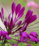 Cleome spinosa "Sparkler 2.0 F1 Violet" - Spinnenblume