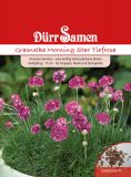 Armeria maritima "Morning Star Tiefrosa" - Grasnelke