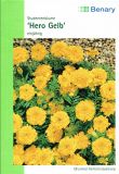 Tagetes patula "Hero Gelb" - Studentenblume