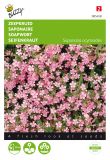 Saponaria ocymoides - Kissen-Seifenkraut