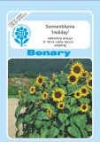 Helianthus annuus "Holiday" - Sonnenblume