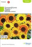 Helianthus annuus "Musicbox" - Sonnenblume