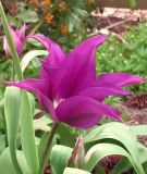 Tulipa viridiflora Purple Doll