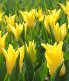 Lilienbltige Tulpe Ballade Gold