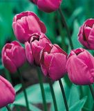 Triumph-Tulpe Negrita