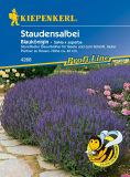 Salvia x superba "Blauknigin" - Staudensalbei