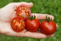 Salat-Tomate 