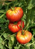 Fleischtomate "Capseya (Paprikafrmige)" - Solanum lycopersicum (Bio-Samen)