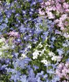 Lobelia erinus "Palace Mix" - Mnnertreu