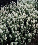 Salvia viridis "White Swan" - Buntschopfsalbei