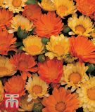 Calendula officinalis 