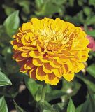 Zinnia elegans "Benarys Riesen Goldgelb" - Dahlienbltige Zinnie