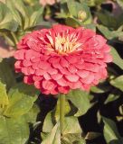 Zinnia elegans "Benarys Riesen Karmin" - Dahlienbltige Zinnie