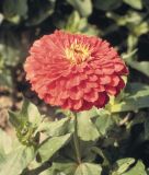 Zinnia elegans "Benarys Riesen Korall" - Dahlienbltige Zinnie