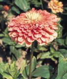 Zinnia elegans "Benarys Riesen Lachsrosa" - Dahlienbltige Zinnie