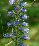 Echium vulgare - Echter Natternkopf