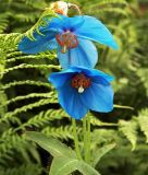 Meconopsis grandis (x sheldonii) - Scheinmohn