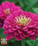 Zinnia elegans "Purple Prince" - Zinnie