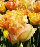 Geflltblhende spte Tulpe Charming Lady