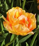 Geflltblhende spte Tulpe Charming Lady