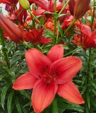 Lilium Asiatische Hybride "Red Highland"