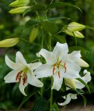 Lilium Orientalische Hybride "Casa Blanca"