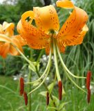 Lilium henryi - Riesen-Trkenbundlilie, Mandarin-Lilie