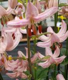 Lilium martagon "Pink Morning" - Rosa Trkenbundlilie