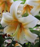 Lilium "Lady Alice" - Tulbandlilie