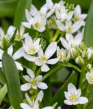 Ornithogalum oligophyllum (syn. O. balansae) - Weinblttriger Milchstern