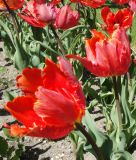 Papagei-Tulpe Comet