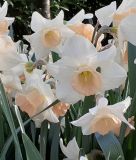 Narcissus cyclamineus "Iwona"